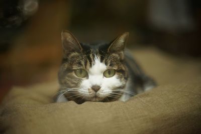 Portrait of brown tabby cat in woody room