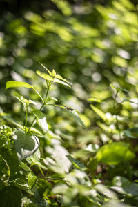 Close-up of leaves against blurred background