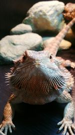 Bearded dragon