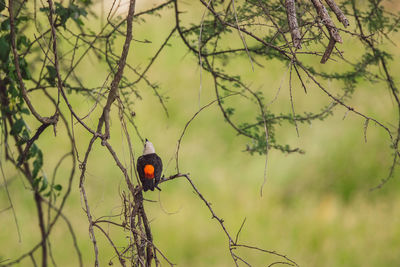 Close-up of bird perching on tree