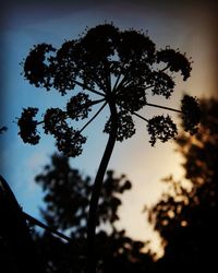 Low angle view of trees against sky