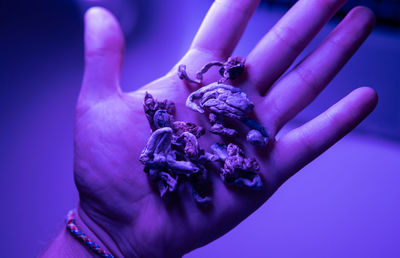 Close-up of hand holding purple flower