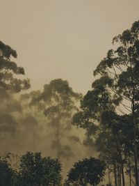Low angle view of silhouette trees against sky