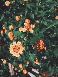 Close-up of orange flowering plant