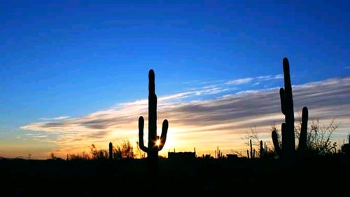 Silhouette cactus on field against sky at sunset