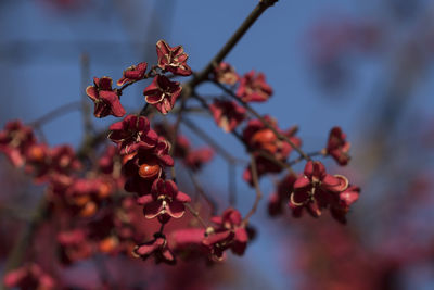 Close-up of red berries on plant