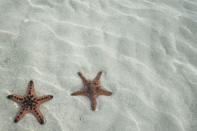 High angle view of starfish on sand at beach