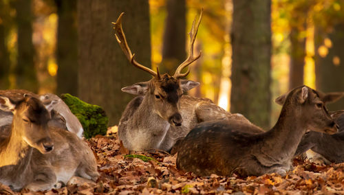 Sheep in a forest