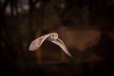 Close-up of barn owl flying with blurred background