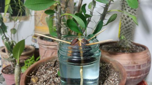 Close-up of potted plant