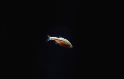 Close-up of fish underwater against black background