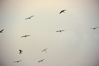 Low angle view of bird flying in sky