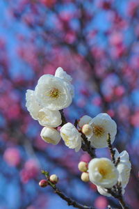 Close-up of cherry blossom