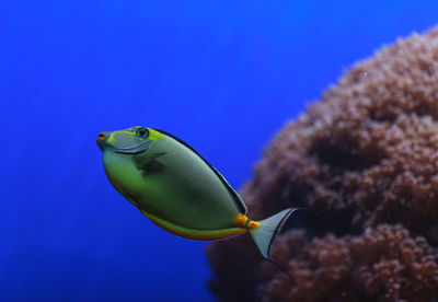 Close-up side view of naso tang fish in water