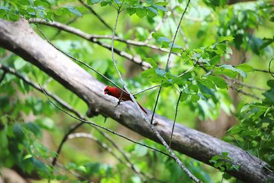 Bird perching on a tree