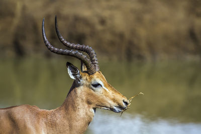 Side view of deer