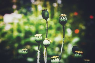 Close-up of poppy buds