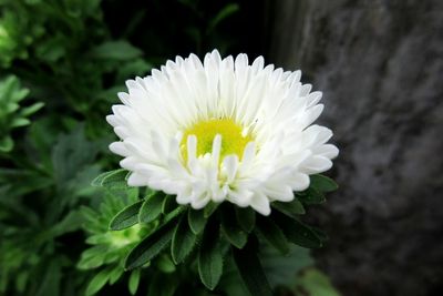 Close-up of flower blooming outdoors