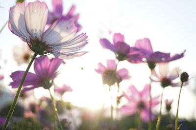 Close-up of pink flowers on field