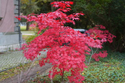 Close-up of red flowering plant in park