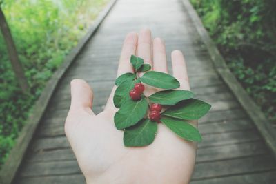 Cropped hand holding berries on boardwalk