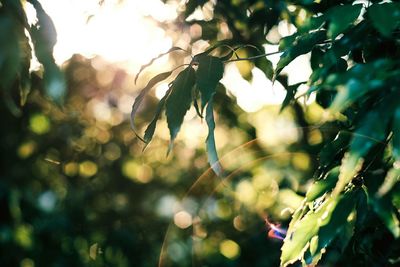 Close-up of fruit growing on tree