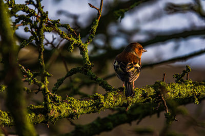 A common chaffinch perched in a tree on a winters day