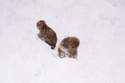 Monkeys sitting on snowy hill