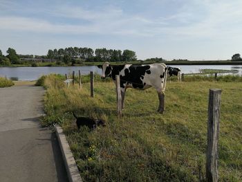 Lonely cow