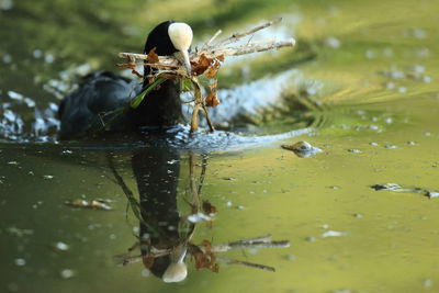 Close-up of insect on a lake