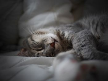 Close-up of cat sleeping on bed