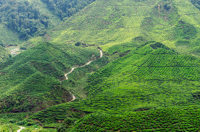 Scenic view of agricultural field