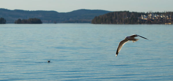 Bird flying over lake