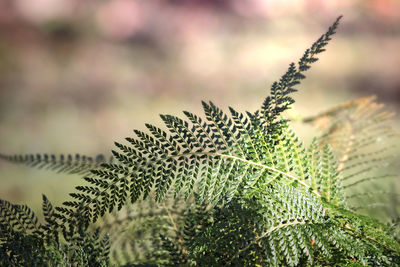 Close-up of fern