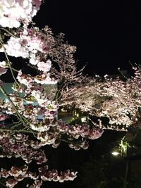 Low angle view of flowers on tree against sky