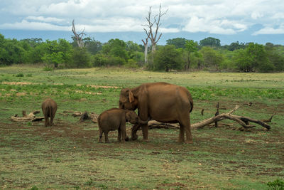 Mother elephant with its babies. udawalawe national park, sri lanka