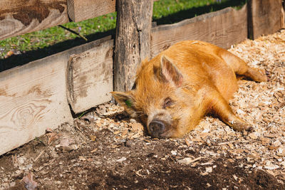 High angle view of a dog lying on land