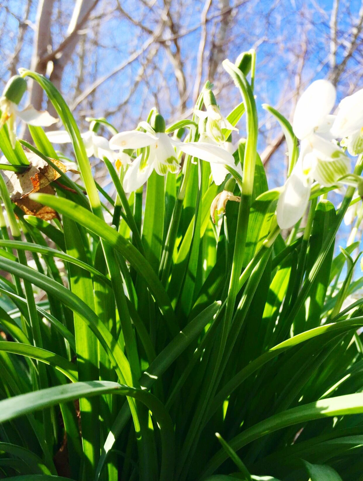 Snowdrops in the sunshine