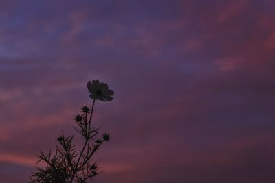 Low angle view of flowering plant against cloudy sky