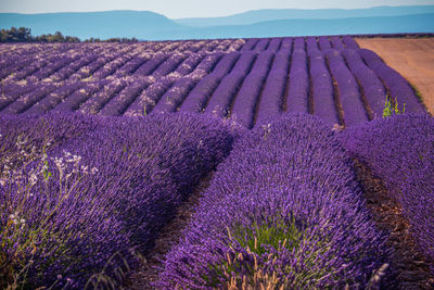 Purple flowering plants on field