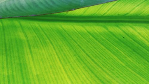 Full frame shot of green leaves