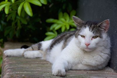 Close-up of cat resting outdoors