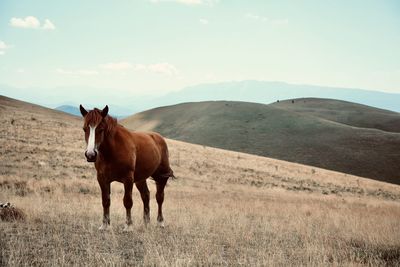 Horse standing in a field