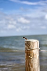 View of bird on wooden post in sea against sky