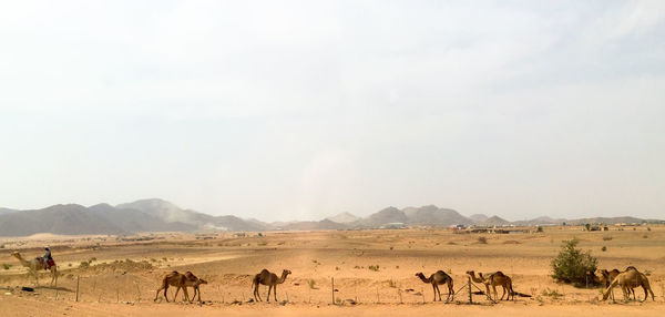 Horses grazing on field against sky