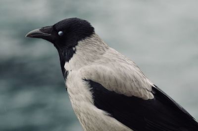 Close-up of bird perching outdoors