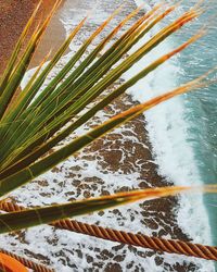 High angle view of bamboo plants during winter