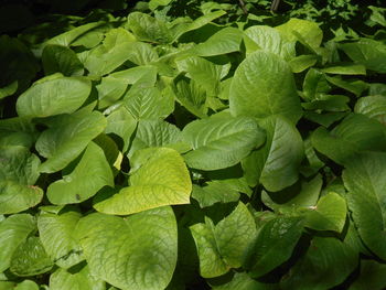 leaf