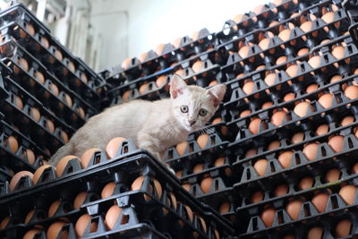 Cat on egg carton stack at store