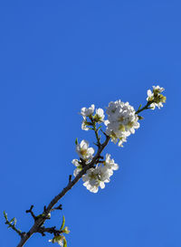 Low angle view of cherry blossoms against clear blue sky